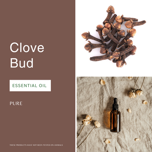 Clove Bud Essential Oil