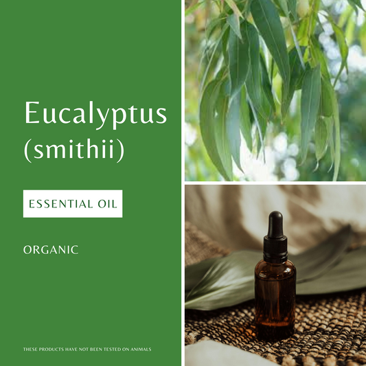 Eucalyptus smithii Essential Oil