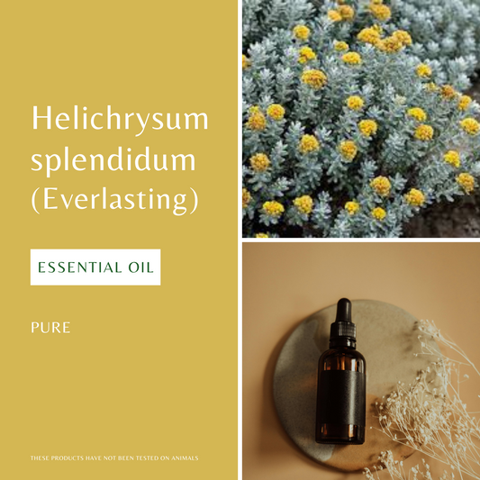 Helichrysum Splendidum (Everlasting)
