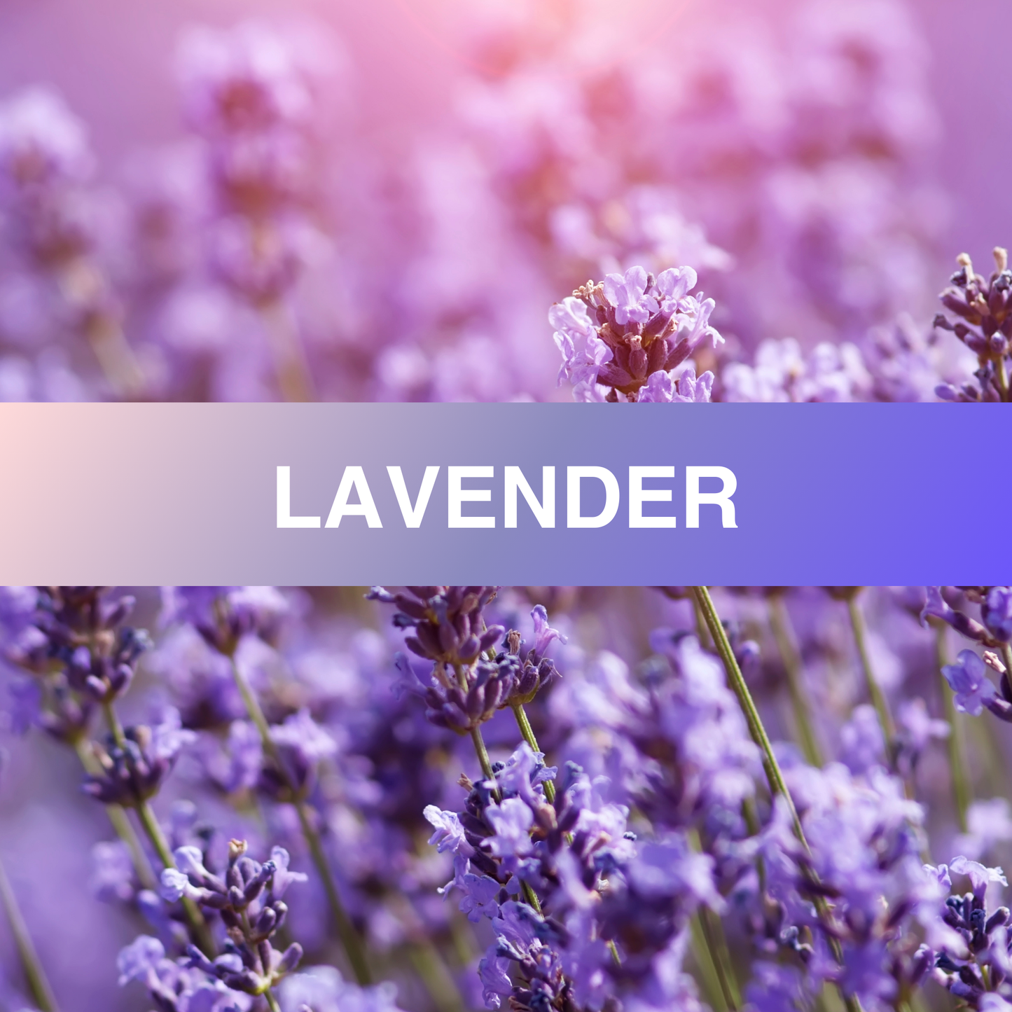 Lavender Fragrance Oil